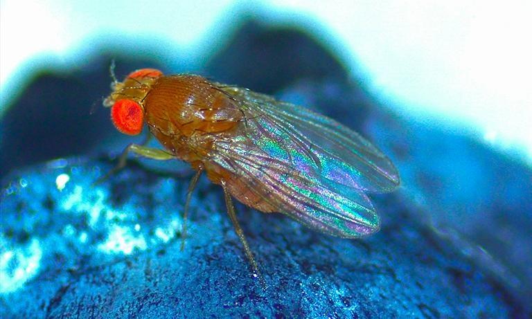 Femmina di Drosophila suzukii su mirtillo - Fonte: ENEA