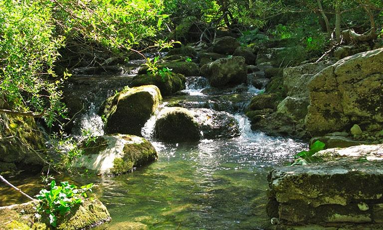 torrente