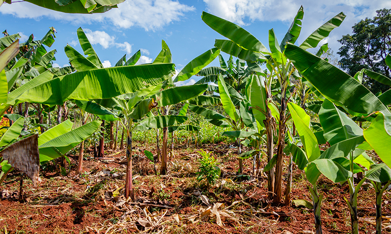 campo agricolo