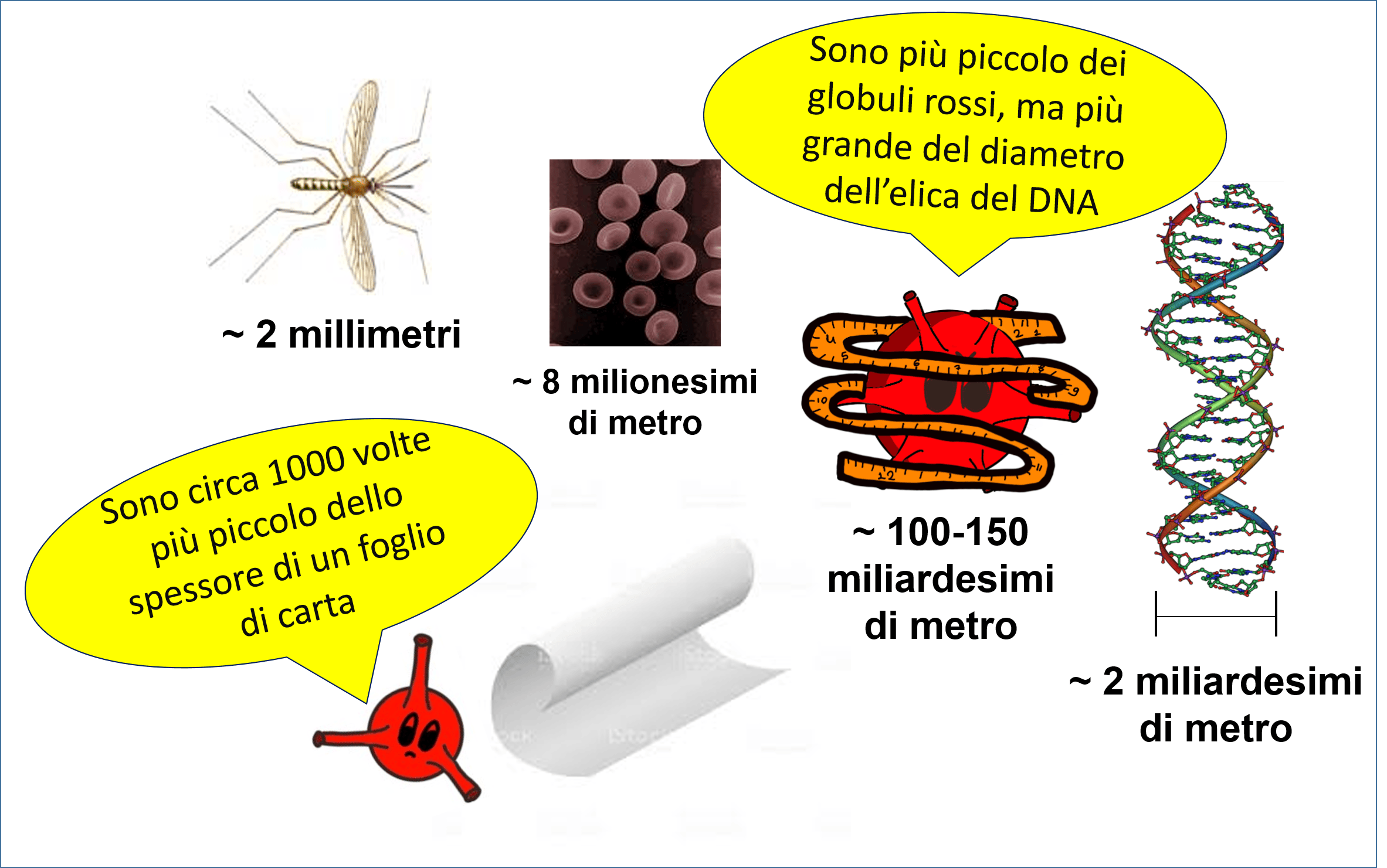 e dimensioni del virus COVID-19 vengono paragonate a quelle del diametro di un globulo rosso o dello spessore di un foglio di carta, di cui ad esempio il virus risulta 1000 volte più piccolo