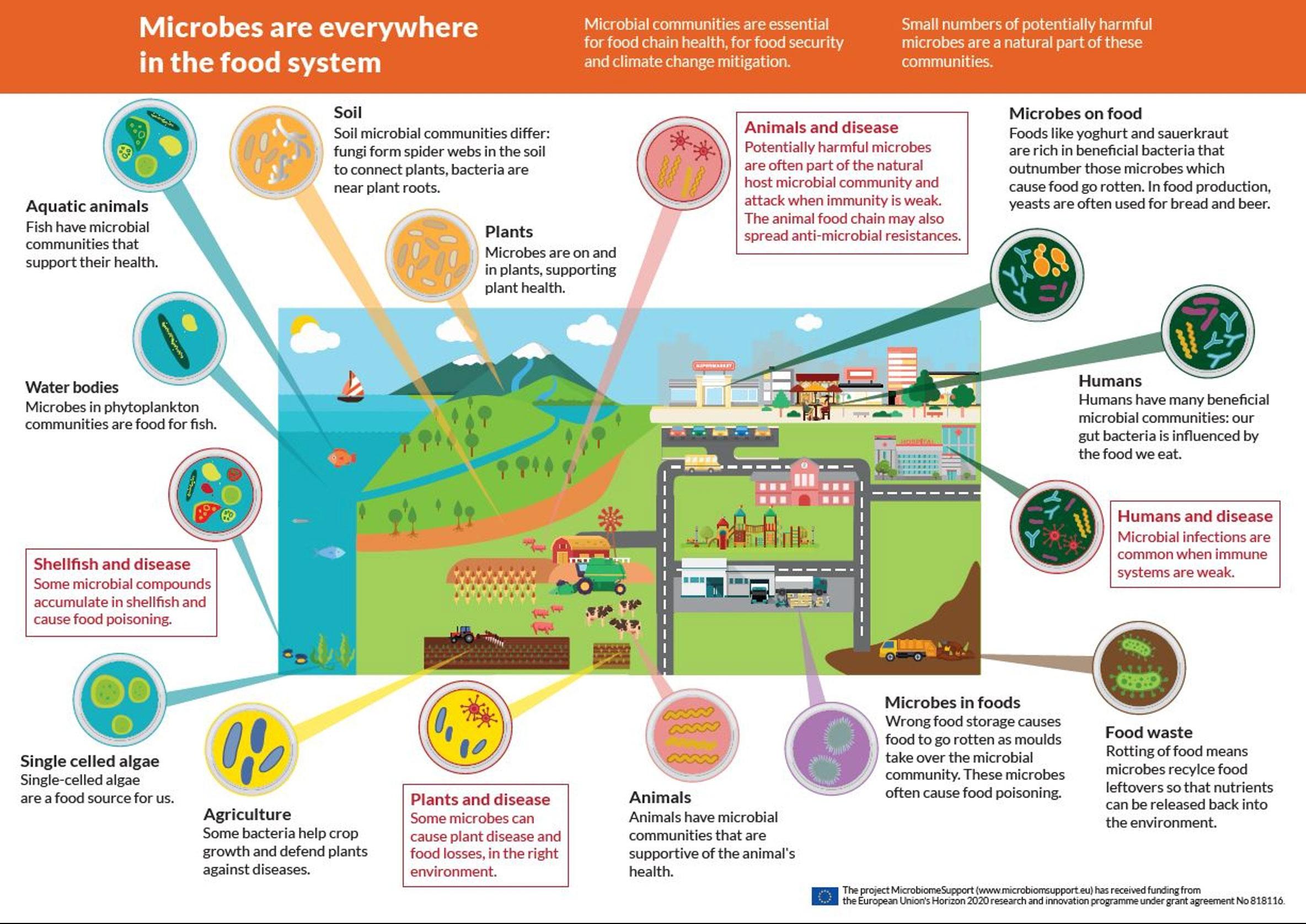 Prodotto grafico realizzato nell’ambito del Progetto europeo Microbiome Support Action (https://www.microbiomesupport.eu/wp-content/uploads/2020/06/A4-infographic.jpg), mostra come i microrganismi siano presenti dovunque nell’intero sistema alimentare (ambienti acquatici, organismi animali, suolo, radici, foglie piante, alimenti, rifiuti). I microrganismi sono essenziali per la salute delle piante, degli animali, dell’uomo e dell’ambiente, per la qualità e sicurezza alimentare, nonché nei processi di decomposizione dei rifiuti alimentari; intervengono nell’accelerare o mitigare gli effetti dei cambiamenti climatici sulla salute dell’ambiente.