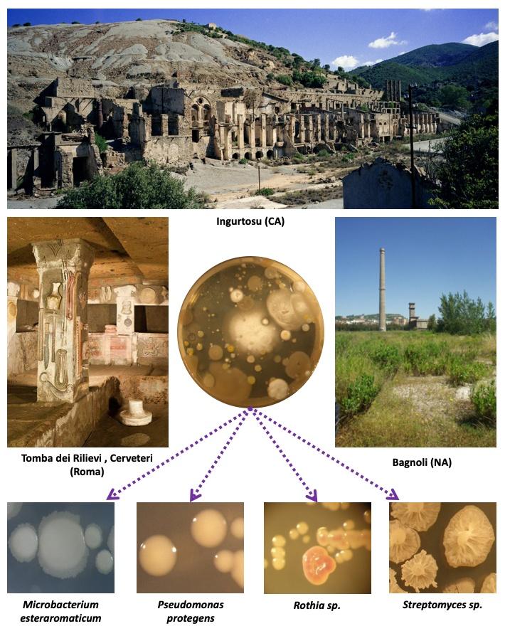 Esempio di isolamento e identificazione di microrganismi. Al centro della figura c’è una piastra Petri, per la coltura di microrganismi, contenente un terreno nutritivo solido sul quale sono cresciute colonie di batteri e funghi provenienti da campioni prelevati da diversi siti. Le immagini relative ad alcuni siti di campionamento sono poste nella parte alta della figura e ai lati della foto della piastra. In alto c’è la foto panoramica della miniera dismessa di Ingurtosu (Ca), a sinistra la foto dell’interno della Tomba Etrusca dei Rilievi (Cerveteri, RM) e, a destra, quella dello stabilimento siderurgico dismesso di Bagnoli (Na). In basso, ci sono le immagini di alcuni ceppi di batteri isolati con sotto il nome di ognuno. Ogni foto è collegata alla foto della piastra Petri centrale da frecce viola tratteggiate.