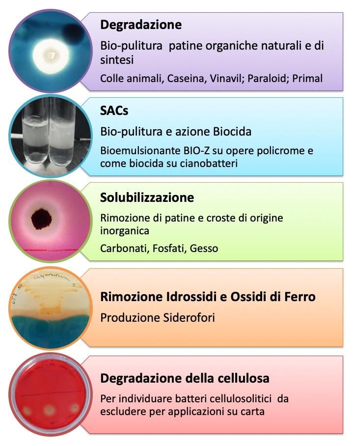 Test di laboratorio per saggiare le funzioni metaboliche dei batteri utili per la bio-pulitura delle opere d’arte e per evitare effetti indesiderati sul materiale dell’opera. A sinistra poste in verticale, ci sono 5 foto circolari. Accanto ad ognuna, sulla destra, una cornice riporta la descrizione sintetica della tecnica e della finalità del saggio.  Dall’alto verso il basso ci sono: -	Degradazione di proteine e lipidi. Cornice e riquadro di colore viola. La foto mostra un test di degradazione positivo: una colonia batterica al centro di un alone chiaro su sfondo blu. Il terreno di coltura solido contiene le sostanze da degradare legate ad un colorante blu, se i batteri digeriscono le sostanze tutt’attorno alla colonia si crea un alone senza pigmento, chiaro, ben visibile, se il test è negativo il terreno rimane di colore blu. -	Produzione di bio-emlulsionanti. Cornice e riquadro di colore celeste. In foto due provette contenenti del liquido. Nella provetta a sinistra il liquido è uniforme mentre in quella a destra si nota una stratificazione di una soluzione bianco lattiginoso sopra il liquido trasparente. La formazione di un’emulsione in una miscela acqua-solvente apolare indica che il ceppo batterico è in grado di produrre un bio-emulsionante. -	Solubilizzazione di substrati inorganici (gesso, carbonati, fosfati). Cornice e riquadro di colore verde .Come nel caso della degradazione di patine il terreno solido contiene un colorante rosa legato al substrato da degradare: il test è positivo se si produce un alone chiaro sullo sfondo rosa. -	Produzione di siderofori, chelanti il ferro. Cornice e riquadro di colore arancio. In foto un ceppo microbico positivo al test: su un terreno solido contenente un pigmento blu legato al ferro, il batterio producendo siderofori lega il ferro e determina il viraggio del terreno da blu a giallo. -	Degradazione della cellulosa. Cornice e riquadro di colore rosso. In foto un ceppo batterico cellulosolitico che produce un alone chiaro su terreno solido contenente cellulosa legata ad un colorante rosso. Come nei saggi precedenti la degradazione della cellulosa determina una decolorazione del terreno.