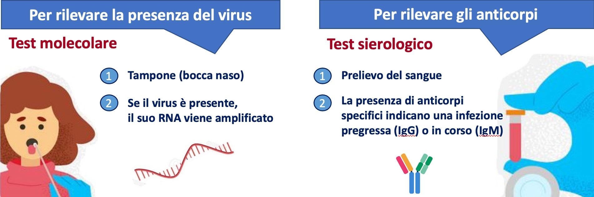 In questa figura viene illustrato la differenza tra test molecolare e test sierologico. Questi test ci aiutano a scoprire la presenza nel nostro corpo del  virus SARS-CoV-2. Il test molecolare si effettua tramite tampone orofaringeo ed è l’esame diagnostico di riferimento per rilevare la presenza del nuovo Coronavirus, perché mette in evidenza il materiale genetico (RNA) del virus. Esso ci fornisce “un’istantanea” dell’infezione. Il test sierologico viene eseguito sul sangue, rileva la presenza di anticorpi prodotti dal nostro organismo e diretti contro il virus, esso ci “racconta la storia della malattia” .