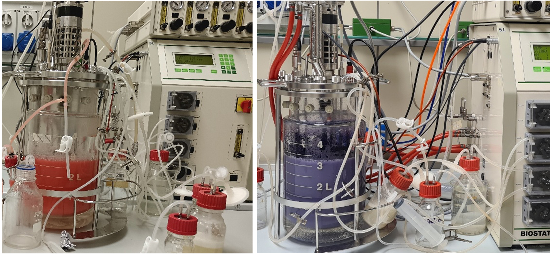 L’immagine mostra due bioreattori da laboratorio con vessel cilindrici in vetro con il substrato di crescita colorato di rosso (nel bioreattore di sinistra) e di colore viola (nel bioreattore di destra), dovuto alla tipica pigmentazione dei microrganismi allevati. Sullo sfondo si vedono dei pannelli di controllo elettronico con display digitale, utilizzati per monitorare e gestire il processo fermentativo.