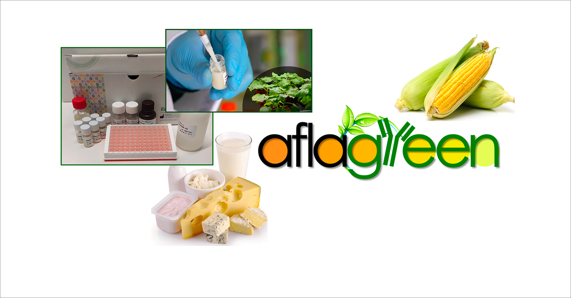 L’immagine è composta da più fotografie e illustrazioni disposte in un collage su sfondo bianco, accompagnate dal logo colorato Aflagreen. •	In alto a sinistra: un kit diagnostico da laboratorio, con una scatola bianca aperta, diverse boccette di reagenti, una micropiastra ELISA con 96 pozzetti e bottiglie di soluzioni. •	Sopra il kit, al centro: una fotografia mostra una mano con guanto blu che utilizza una pipetta per trasferire un liquido bianco in una piccola provetta, con piante verdi di Nicotiana benthamiana sullo sfondo. •	A destra: il logo aflagreen, scritto in lettere nere e verdi. Le lettere “g” e “r” del logo ricordano la forma di un anticorpo stilizzato, decorato con foglie verdi e gocce d’acqua. •	Accanto al logo, in alto a destra: tre pannocchie di mais, una delle quali parzialmente sbucciata, con chicchi gialli ben visibili. •	In basso: un gruppo di prodotti lattiero-caseari su sfondo bianco — un bicchiere di latte, formaggi di diversi tipi, yogurt e ricotta.