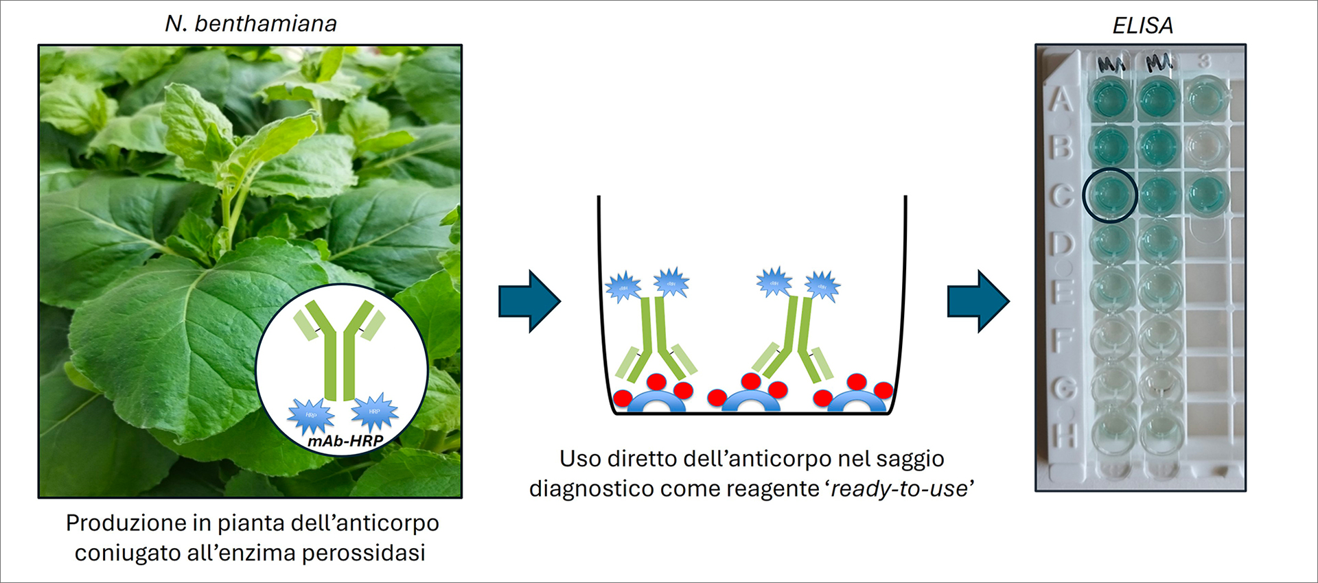 L’immagine è composta da tre parti disposte in orizzontale e collegate da frecce blu verso destra. 1.	A sinistra: una fotografia ravvicinata di foglie verdi di Nicotiana benthamiana, una pianta usata per produrre proteine ricombinanti. Sopra la foto compare la scritta “N. benthamiana”. In basso si legge: “Produzione in pianta dell’anticorpo coniugato all’enzima perossidasi”. Davanti alle foglie è sovrapposta una piccola illustrazione di un anticorpo (a forma di Y verde) con due simboli blu indicanti l’enzima HRP (perossidasi di rafano). 2.	Al centro: uno schema illustrativo mostra come gli anticorpi prodotti vengano usati direttamente in un test diagnostico. Gli anticorpi verdi, con le stelle blu HRP legate alle estremità, si legano a piccole sfere rosse che rappresentano l’antigene. Sotto si legge: “Uso diretto dell’anticorpo nel saggio diagnostico come reagente ‘ready-to-use’”. 3.	A destra: una fotografia di una piastra ELISA (una piastra di plastica bianca con piccole cavità, i pozzetti, disposte in una griglia). Alcune cavità contengono un liquido blu, altre restano trasparenti. La colorazione dipende dall’attività enzimatica della perossidasi legata all’anticorpo. In alto compare la scritta “ELISA”.