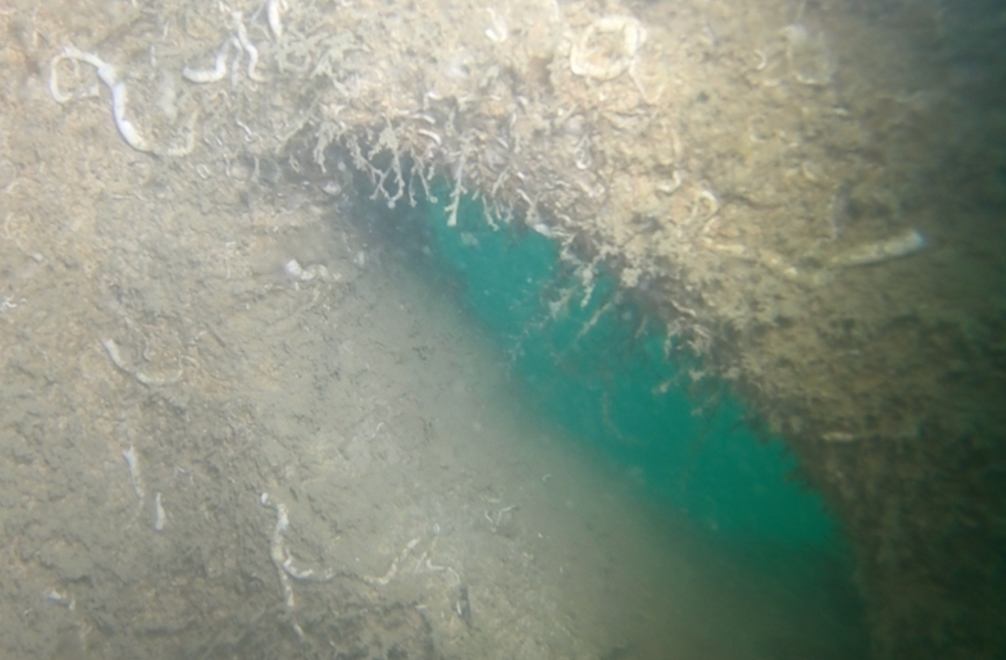 reef colonizzato