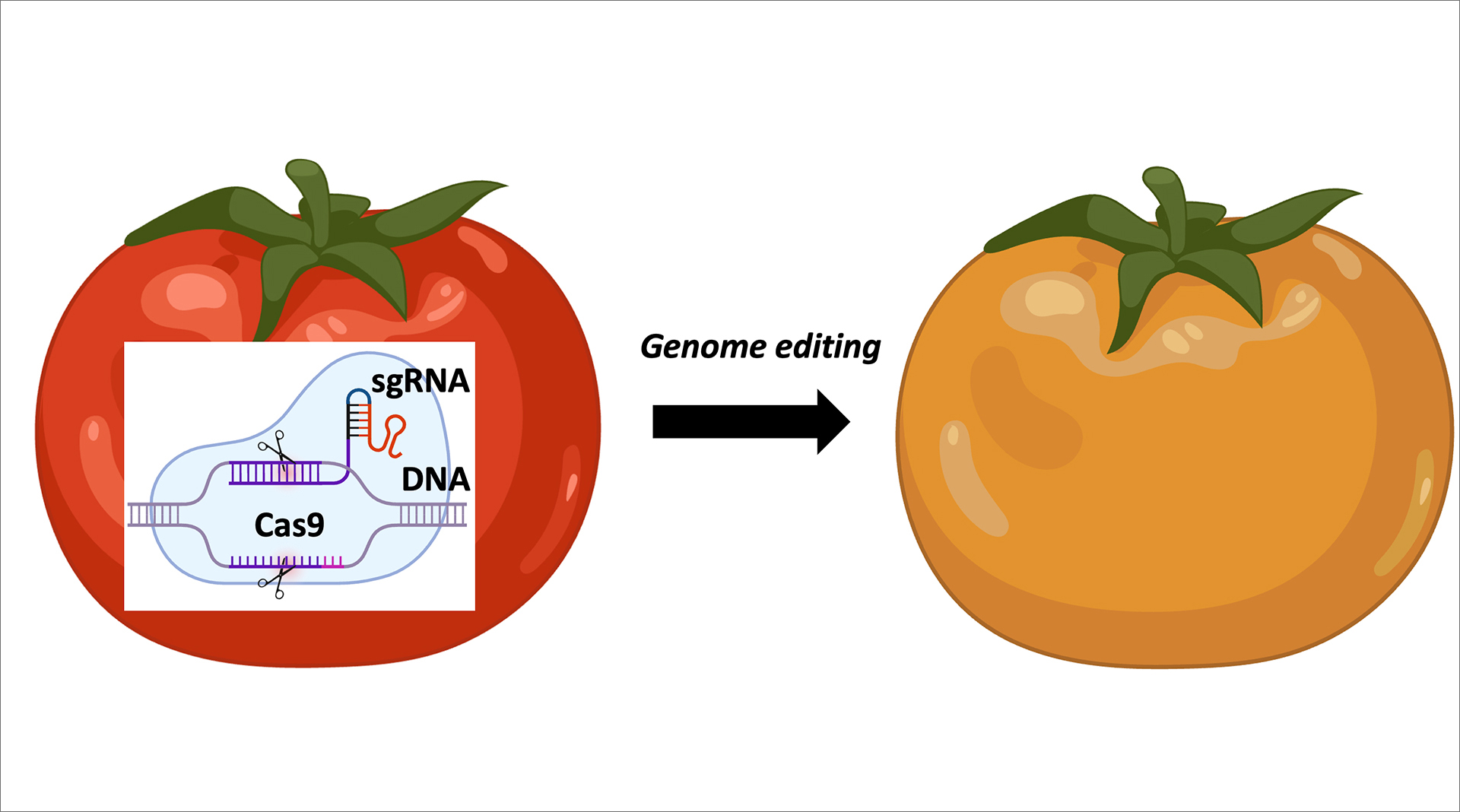 Schema del funzionamento del sistema di Genome Editing basato su CRISPR-Cas9. L’enzima Cas9 agisce come una coppia di forbici molecolari e taglia il DNA in un punto preciso del genoma. La posizione del taglio è determinata da un piccolo RNA guida, chiamato small guide RNA o sgRNA. Dopo il taglio, il meccanismo naturale di riparazione del DNA interviene per chiudere la rottura. Durante questo processo, possono essere introdotte piccole modifiche nel DNA, come l’aggiunta o la perdita di alcune basi. Queste modifiche possono inattivare il gene interessato e portare a cambiamenti nelle funzioni cellulari, per esempio alterando la produzione di pigmenti come carotenoidi o apocarotenoidi, con conseguente variazione del colore del frutto da rosso ad arancione. Figura realizzata con il supporto della piattaforma BioRender (https://www.biorender.com/)