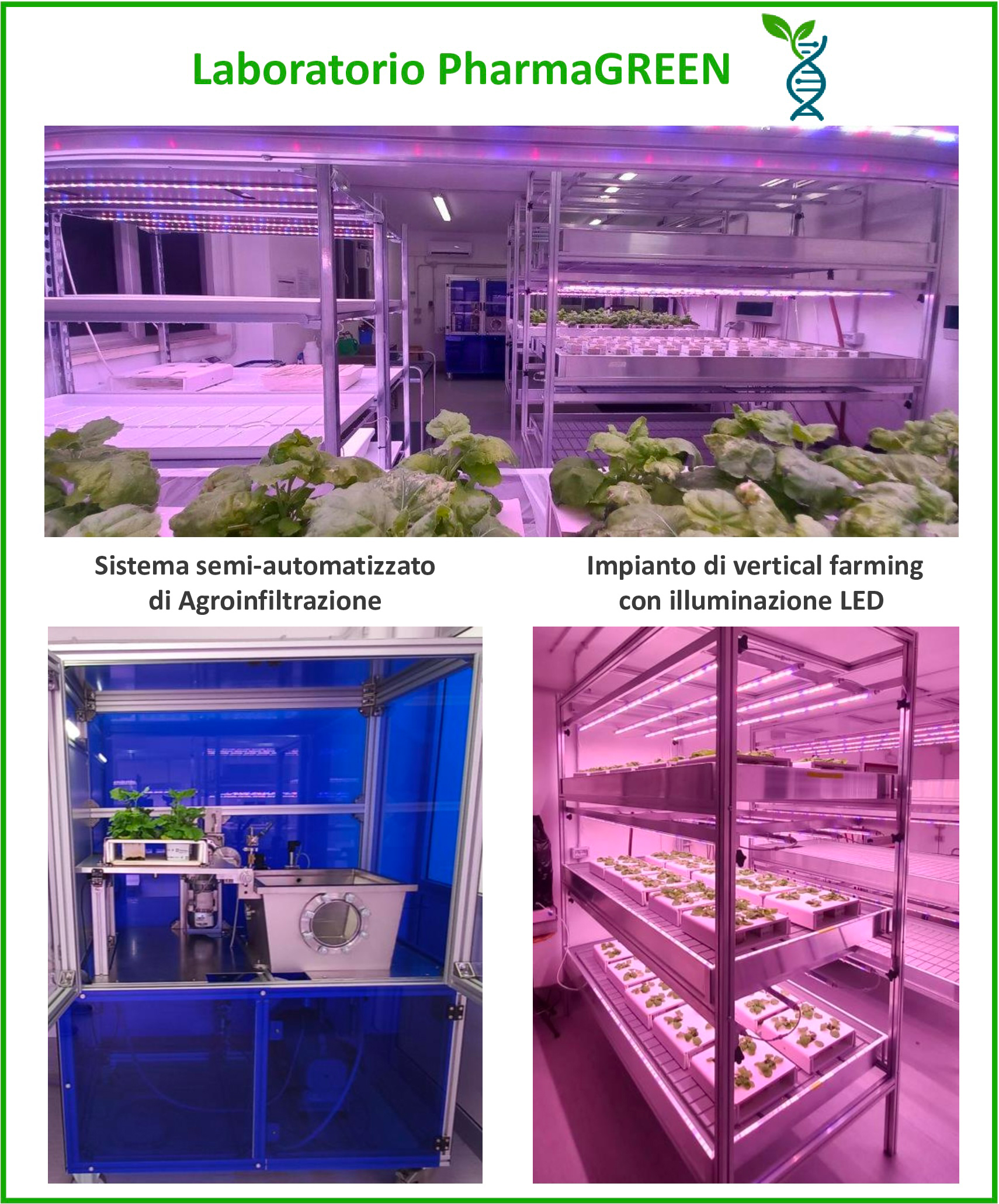 La figura contiene tre fotografie che descrivono il laboratorio PharmaGREEN, una in alto e due in basso. Foto in alto: l’immagine in alto mostra l’interno del laboratorio per la coltivazione indoor, illuminato da luci LED viola e rosa, tipiche delle coltivazioni idroponiche. In primo piano, su dei ripiani metallici, ci sono piante di Nicotiana benthamiana disposte in file ordinate. Sullo sfondo si vedono altre strutture multipiano per la coltivazione, sono strutture in metallo e tubi, per il ricircolo dell’acqua e dei nutrienti. L’ambiente è pulito e ordinato, con un’atmosfera tecnologica e controllata, come in un laboratorio moderno dove si coltivano piante senza terra utilizzando cubi di lana di roccia, sotto luce artificiale. Foto in basso a sinistra: l’immagine in basso a sinistra mostra l’impianto semi-automatizzato per l’agroinfiltrazione all’interno di un armadio a struttura metallica rifinita con pannelli trasparenti blu in policarbonato. All’interno, su un piano di lavoro, si vedono alcuni componenti meccanici e tubi, oltre a una vasca in acciaio quadrata con coperchio in alluminio molto spesso che si apre mediante un meccanismo automatico ruotando su un lato del quadrato. I pannelli trasparenti di colore blu che avvolgono il macchinario sono apribili. La vasca è aperta e sul lato interno del coperchio, mediante un apposito supporto, è posizionato un vassoio quadrato, sul quale sono posizionate quattro piante di Nicotiana benthamiana. Il coperchio e la vasca sono collegati a strumenti o sensori. L’insieme dà l’idea di un dispositivo scientifico per l’infiltrazione di agrobatterio nelle foglie. L’ambiente è pulito, ordinato e illuminato da luci artificiali. Foto in basso a destra: l’immagine mostra in dettaglio un modulo di coltivazione verticale all’interno del laboratorio, illuminato da luci LED di colore rosa e viola, tipiche delle serre indoor. La struttura è composta da tre ripiani metallici sovrapposti, ognuno dei quali ospita piccoli vassoi quadrati bianchi con piantine di Nicotiana benthamiana disposti in file ordinate. Le piante si trovano in un sistema idroponico, cioè coltivate in acqua e nutrienti, senza terra, utilizzando cubi di lana di roccia. Lo spazio è luminoso, ordinato e moderno, con un’atmosfera da laboratorio tecnologico, dedicato alla crescita controllata di piante in ambiente artificiale.