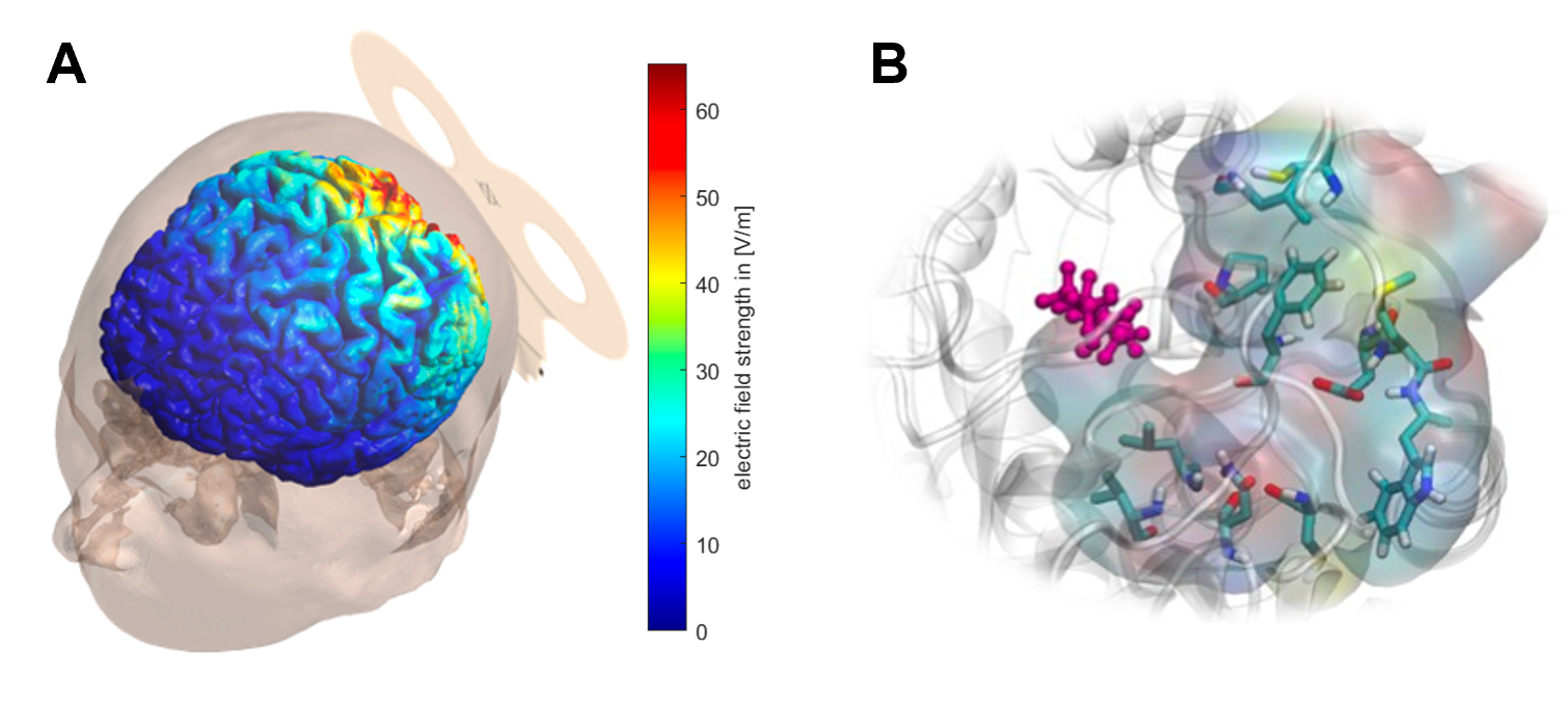 Due esempi di simulazioni computazionali a diversi livelli biologici: A) modello tridimensionale del cervello umano che mostra, con una scala di colori dal blu al rosso, l’intensità del campo elettrico indotto durante una stimolazione transcranica; B) rappresentazione molecolare che illustra l’interazione tra una piccola molecola di inquinante (in viola) e un enzima epigenetico (DNMT1), evidenziando il sito di legame a livello atomico.