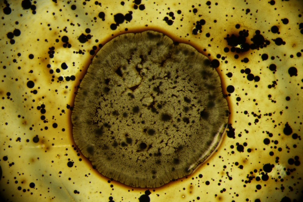 immagine al. microscopio