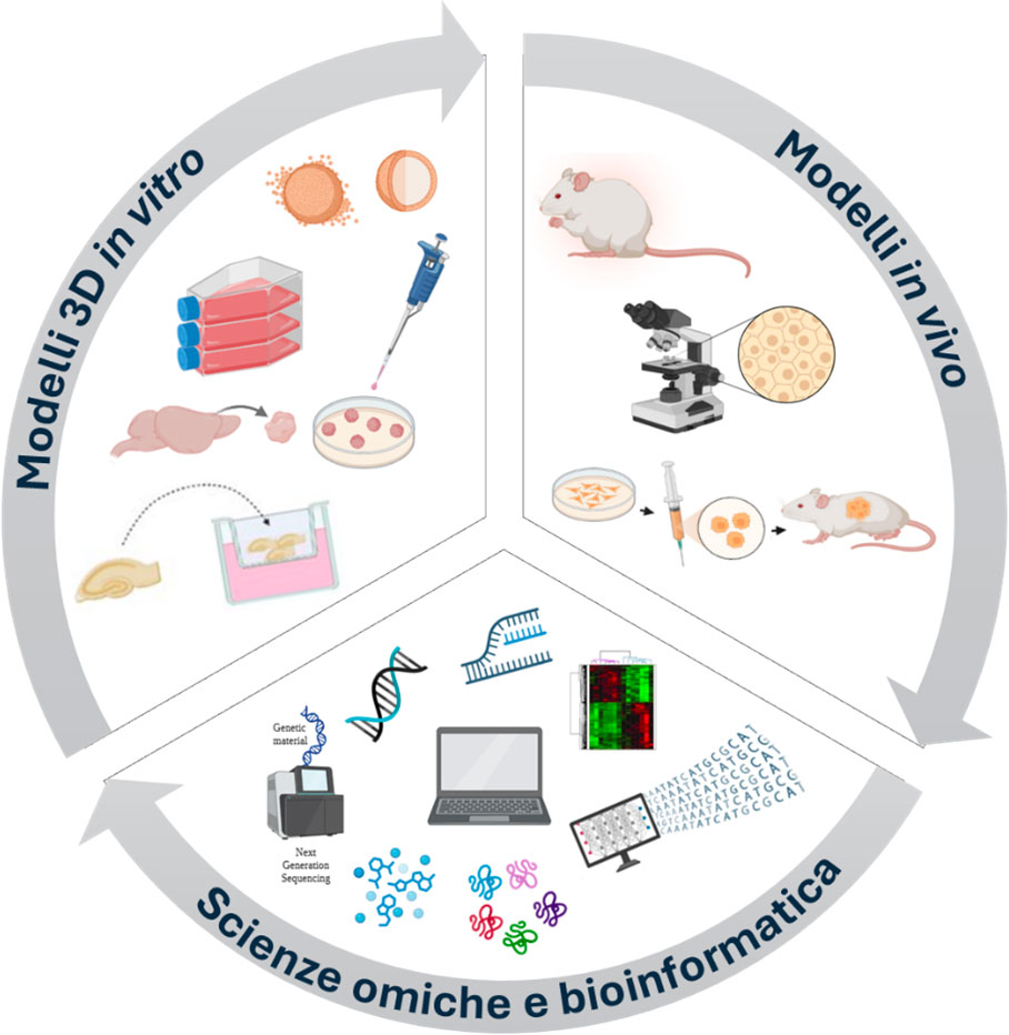 L’immagine mostra tre approcci complementari alla ricerca biomedica. È divisa in tre sezioni che formano un cerchio. La prima, Modelli 3D in vitro, rappresenta esperimenti su cellule e tessuti coltivati in laboratorio. Include colture cellulari, pipette, piastre Petri e modelli tridimensionali di organi. La seconda, Modelli in vivo, mostra esperimenti condotti su animali, in particolare topi. Raffigura un microscopio, una siringa e un topo con un tumore. La terza, Scienze omiche e bioinformatica, riguarda l’analisi dei dati genetici e molecolari. Mostra DNA, computer, strumenti di sequenziamento e grafici di dati biologici. Insieme, le tre sezioni rappresentano un sistema integrato di studio biologico. Nel complesso l’immagine rappresenta l’integrazione di modelli sperimentali avanzati e piattaforme biotecnologiche per l’analisi della risposta biologica alle radiazioni ionizzanti.