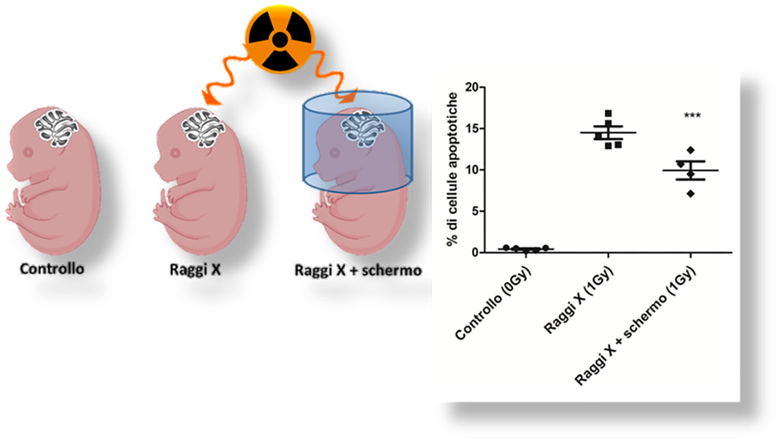 L’immagine mostra un esperimento su topi di 2 giorni di età per valutare gli effetti dei raggi X sul cervello. Tre topi sono rappresentati: uno di controllo, uno irradiato e uno irradiato ma con uno schermo protettivo. Il simbolo della radioattività indica la fonte dei raggi X diretti verso la testa. Lo schermo blu protegge la testa, lasciando esposto solo il corpo. A destra, un grafico mostra la percentuale di cellule apoptotiche (cioè cellule che muoiono). Il gruppo di controllo (0 Gy) presenta valori quasi nulli. I topi irradiati con 1 Gy mostrano un aumento marcato della morte cellulare (circa 15%). Con lo schermo, l’apoptosi è ridotta a circa la metà. Tre asterischi indicano una differenza statisticamente significativa. In sintesi, lo schermo attenua ma non elimina gli effetti dannosi dei raggi X sul cervello fetale.