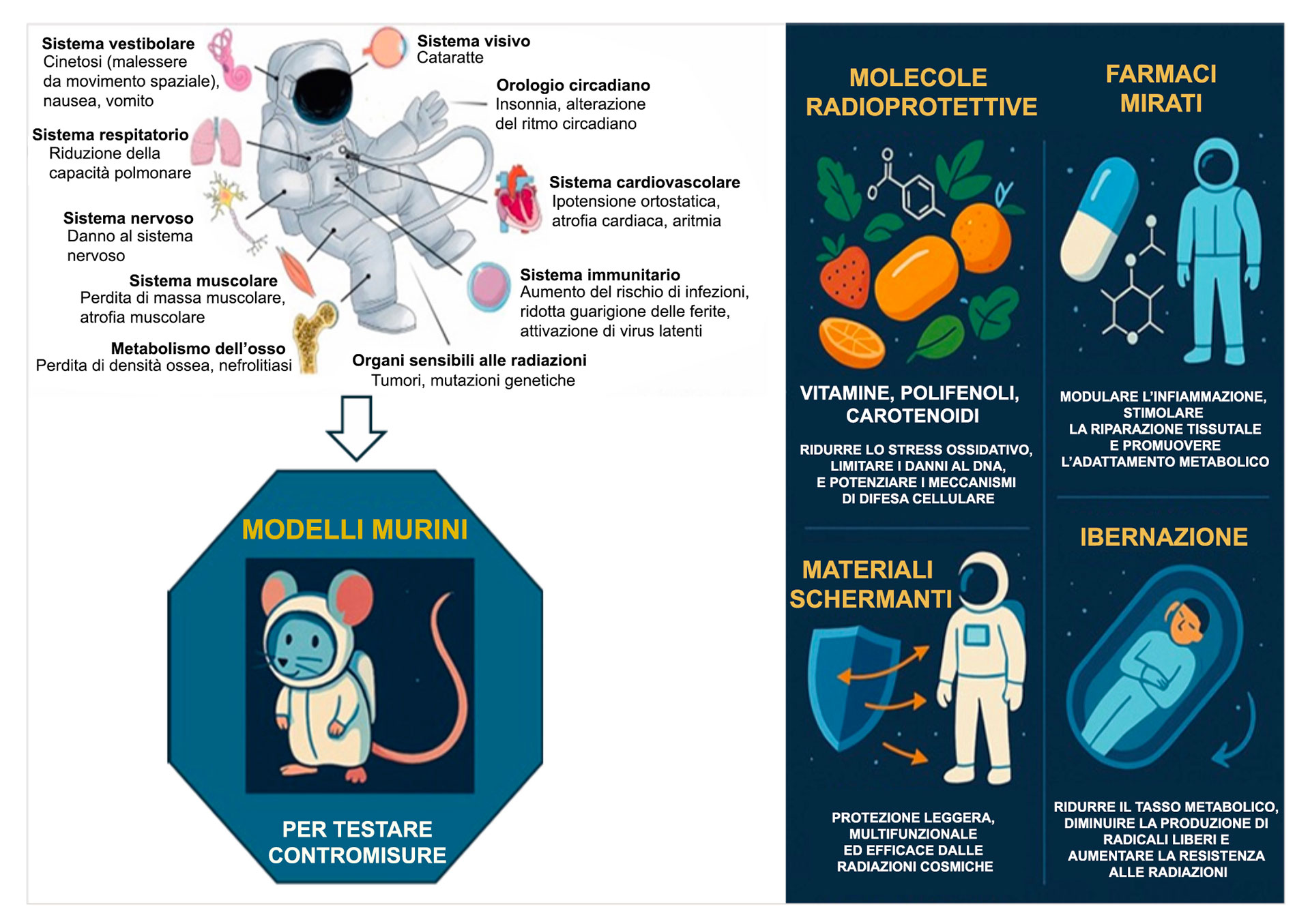 L’immagine illustra come si studiano e sviluppano strategie per proteggere l’organismo dai danni causati dalle radiazioni ionizzanti nello spazio. Nella parte superiore sinistra c’è un astronauta circondato da etichette che indicano i diversi sistemi corporei colpiti dalle radiazioni e dalla microgravità:– sistema vestibolare (nausea e cinetosi), visivo (cataratte), circadiano (disturbi del sonno), cardiovascolare (ipotensione, aritmie), respiratorio (ridotta capacità polmonare), nervoso (danni neuronali), muscolare (atrofia), immunitario (maggiore rischio d’infezioni), osseo (perdita di densità), e organi sensibili alle radiazioni (tumori e mutazioni genetiche). Una freccia punta verso il basso, indicando che questi effetti vengono studiati in modelli murini (topi), rappresentati in una figura stilizzata con la scritta “Mouse models to test counter measurements”. A destra, sono illustrate quattro strategie di protezione: Molecole radioprotettive (vitamine, polifenoli, carotenoidi) – riducono lo stress ossidativo e limitano i danni al DNA; Farmaci mirati – modulano l’infiammazione e stimolano la riparazione dei tessuti; Materiali schermanti – leggeri, multifunzionali, capaci di proteggere dalle radiazioni cosmiche; Ibernazione – riduce il metabolismo, la produzione di radicali liberi e aumenta la resistenza alle radiazioni. In sintesi, i topi sono usati come modello sperimentale per testare contromisure biologiche, farmacologiche e fisiche contro gli effetti delle radiazioni spaziali.