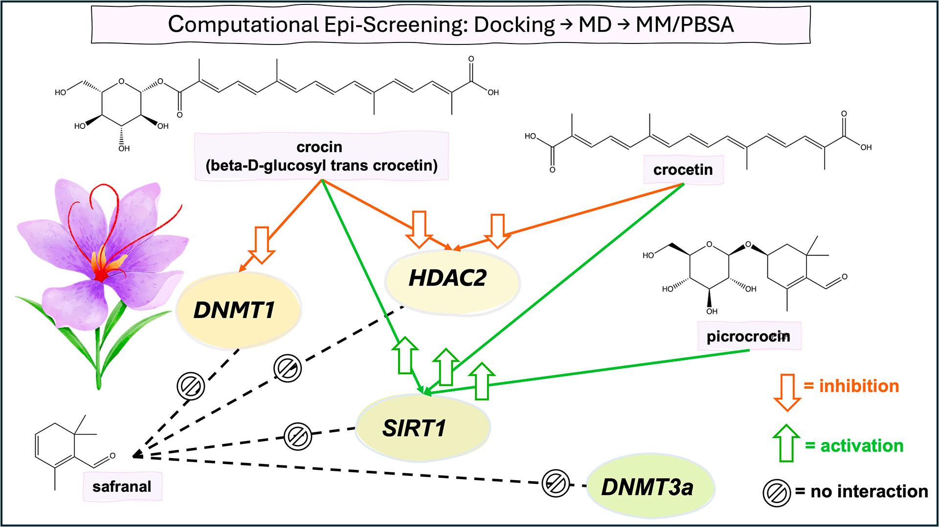 Lo schema sintetizza i risultati delle simulazioni molecolari effettuate tra crocina, crocetina, picrocrocina, safranale e gli enzimi epigenetici. I dati evidenziano che crocina e crocetina inibiscono DNMT1 e HDAC2 e attivano SIRT-1; la picrocrocina stimola SIRT-1, mentre il safranale non mostra alcuna interazione.