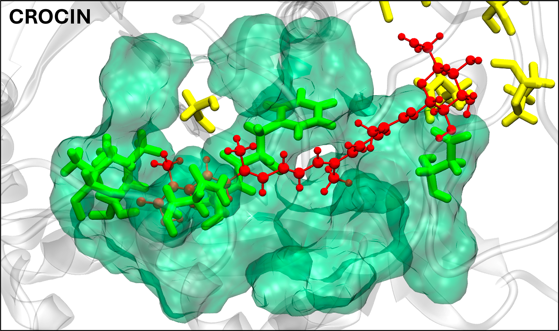 Immagine tridimensionale ottenuta dalla simulazione molecolare che mostra la crocina (di colore rosso) legarsi saldamente alla tasca di legame (di colore verde) della DNMT1, promuovendone così l’inibizione della sua attività.