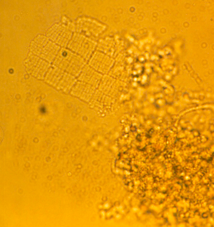 immagine al microscopio