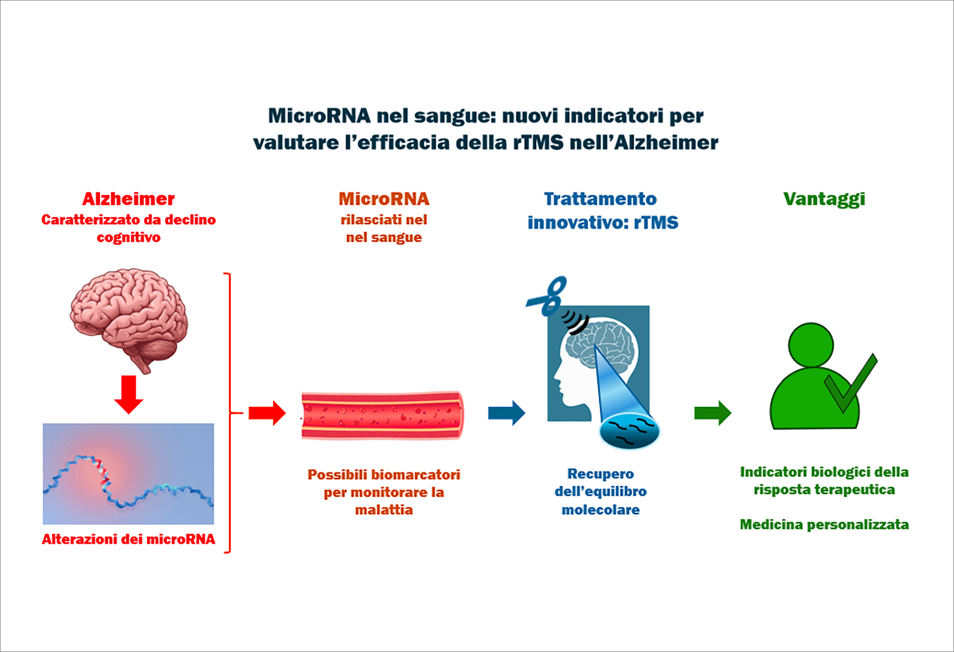 L’immagine illustra il percorso della ricerca condotta nei Laboratori BIOTEC RED. Partendo dalla rappresentazione della malattia di Alzheimer, simboleggiata da un cervello stilizzato in rosso, colore che indica lo stato patologico, i ricercatori ENEA hanno analizzato l’alterazione dei microRNA (piccole molecole, a singolo filamento, utili come biomarcatori che viaggiano nel sangue, rappresentato da un vaso sanguineo). Dopo un trattamento terapeutico non invasivo che agisce sul cervello, la stimolazione magnetica transcranica ripetuta (rTMS), indicata in blu come simbolo dell’intervento terapeutico, si osserva un ripristino dell’equilibrio molecolare (in grado di riportare microRNA verso valori fisiologici). Il risultato, rappresentato in verde, è il raggiungimento di un monitoraggio terapeutico personalizzato, grazie all’uso dei microRNA come indicatori biologici di efficacia del trattamento. Le frecce servono a collegare le diverse fasi della sperimentazione ENEA, illustrando il percorso che conduce da una condizione di malattia a un miglioramento molecolare e clinico, verso una medicina personalizzata.