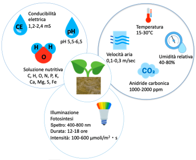 Rappresentazione grafica