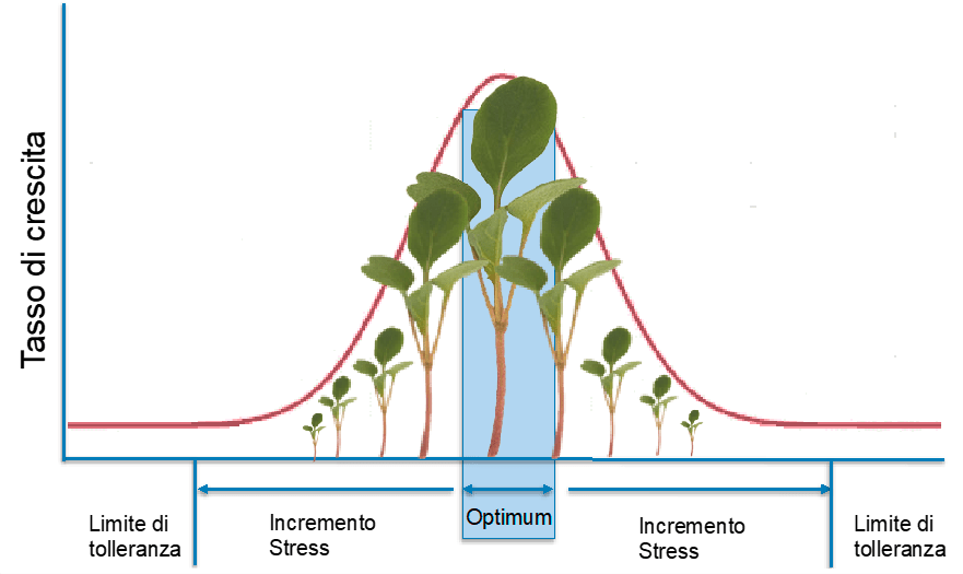 Grafico