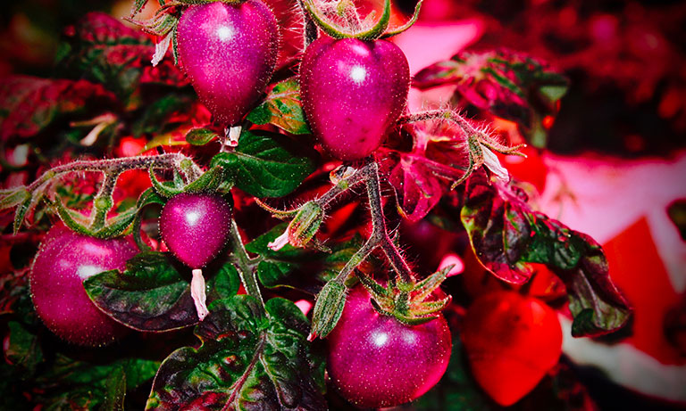 pomodori coltivati in serre spaziali