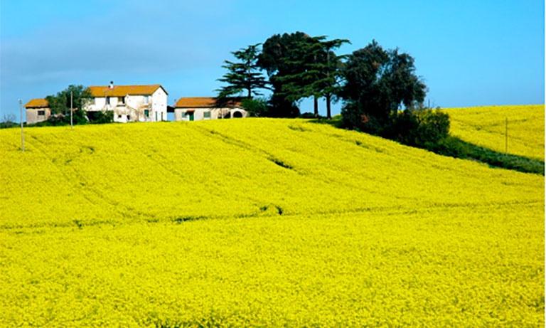 paesaggio di campagna